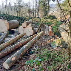 Vykáceno! Toto není apríl...